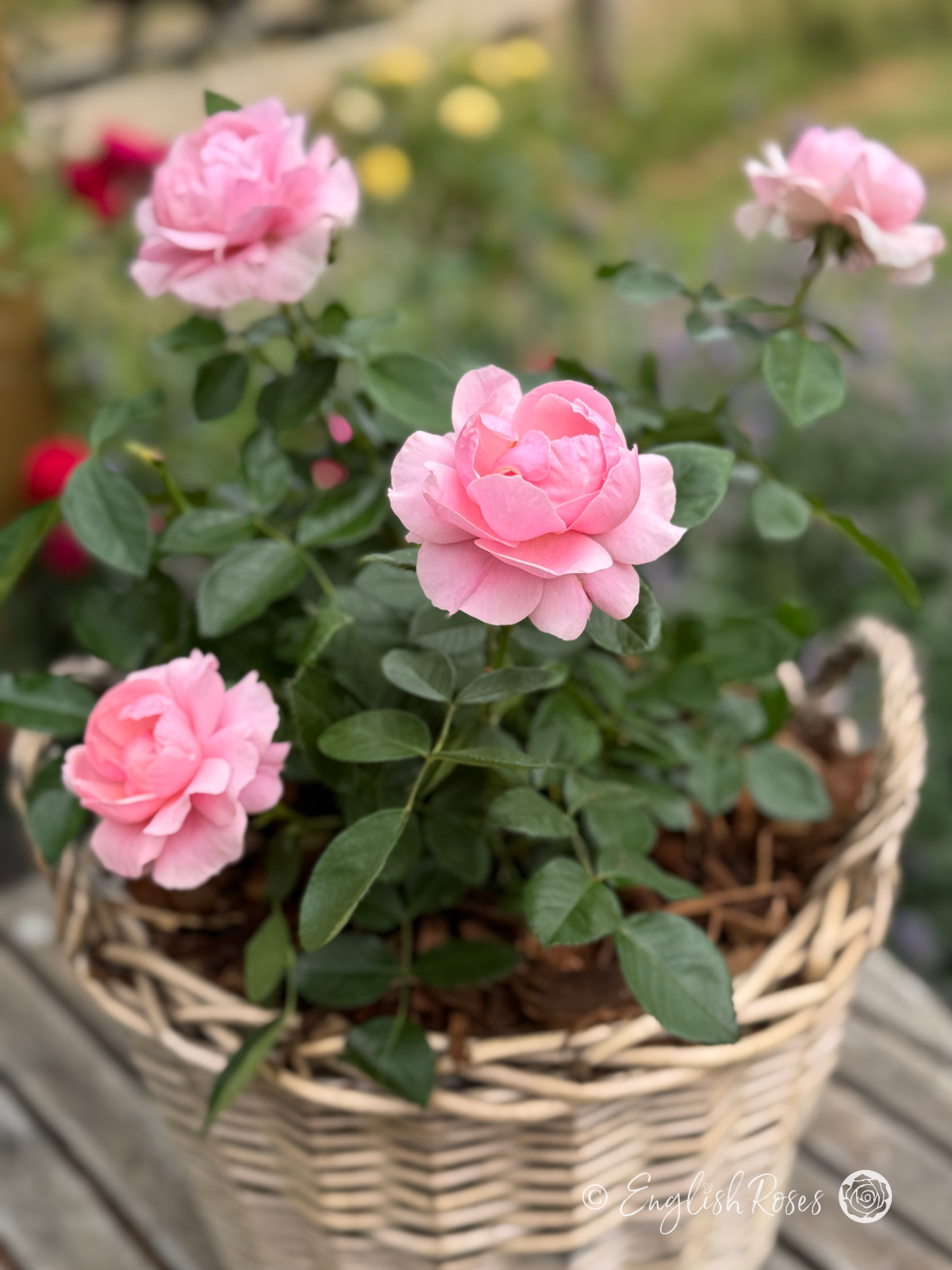 Happy Silver Wedding Rose Willow Basket Close Up - Pink Floribunda blooms gift planted in the basket