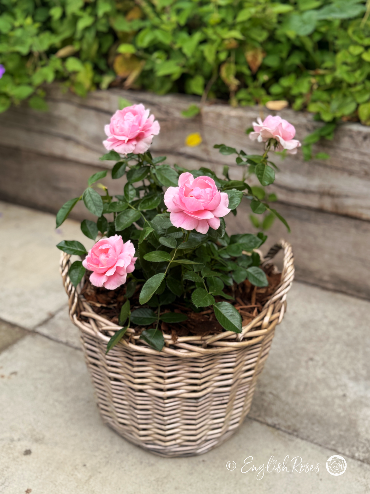 Happy Silver Wedding Rose Willow Basket Main Image - English Roses Pink Floribunda blooms planted in a willow basket.