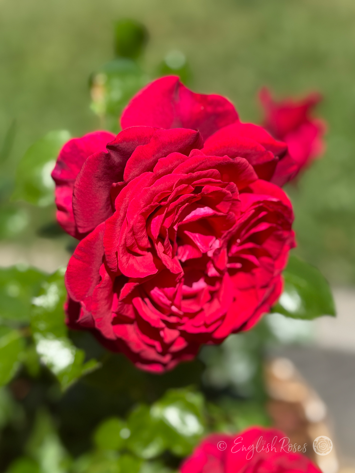 Jubilee Papa Meilland Rose Blooms and Foliage - Red hybrid tea bloom