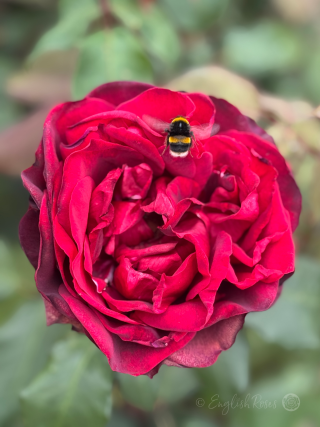 Jubilee Papa Meilland Rose Single Bloom with Bee Main Image - Deep red open bloom