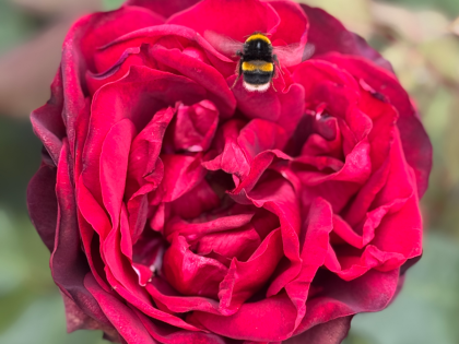 Jubilee Papa Meilland Rose Image