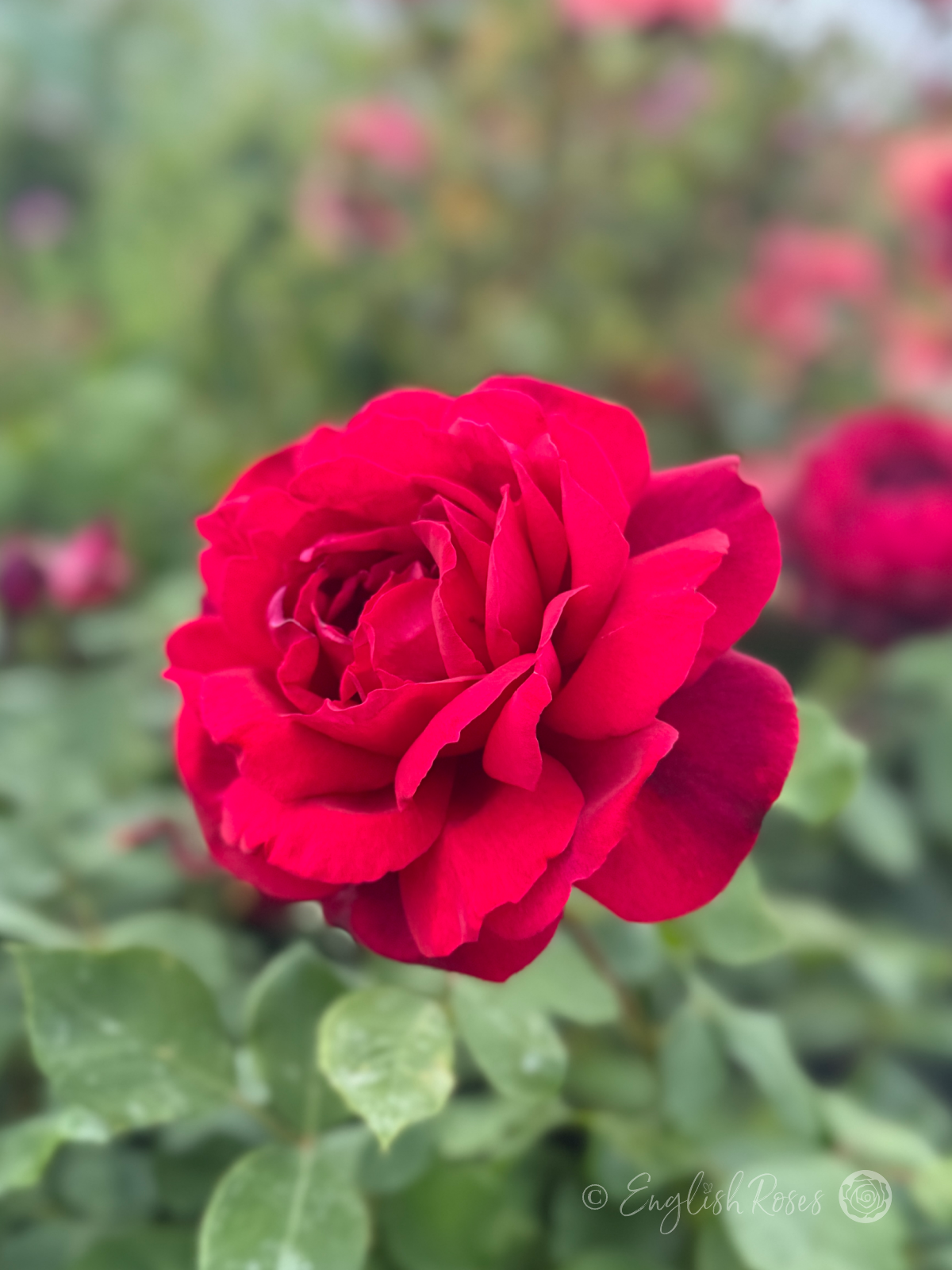 Jubilee Papa Meilland Rose Single Bloom - English Roses deep red hybrid tea flower