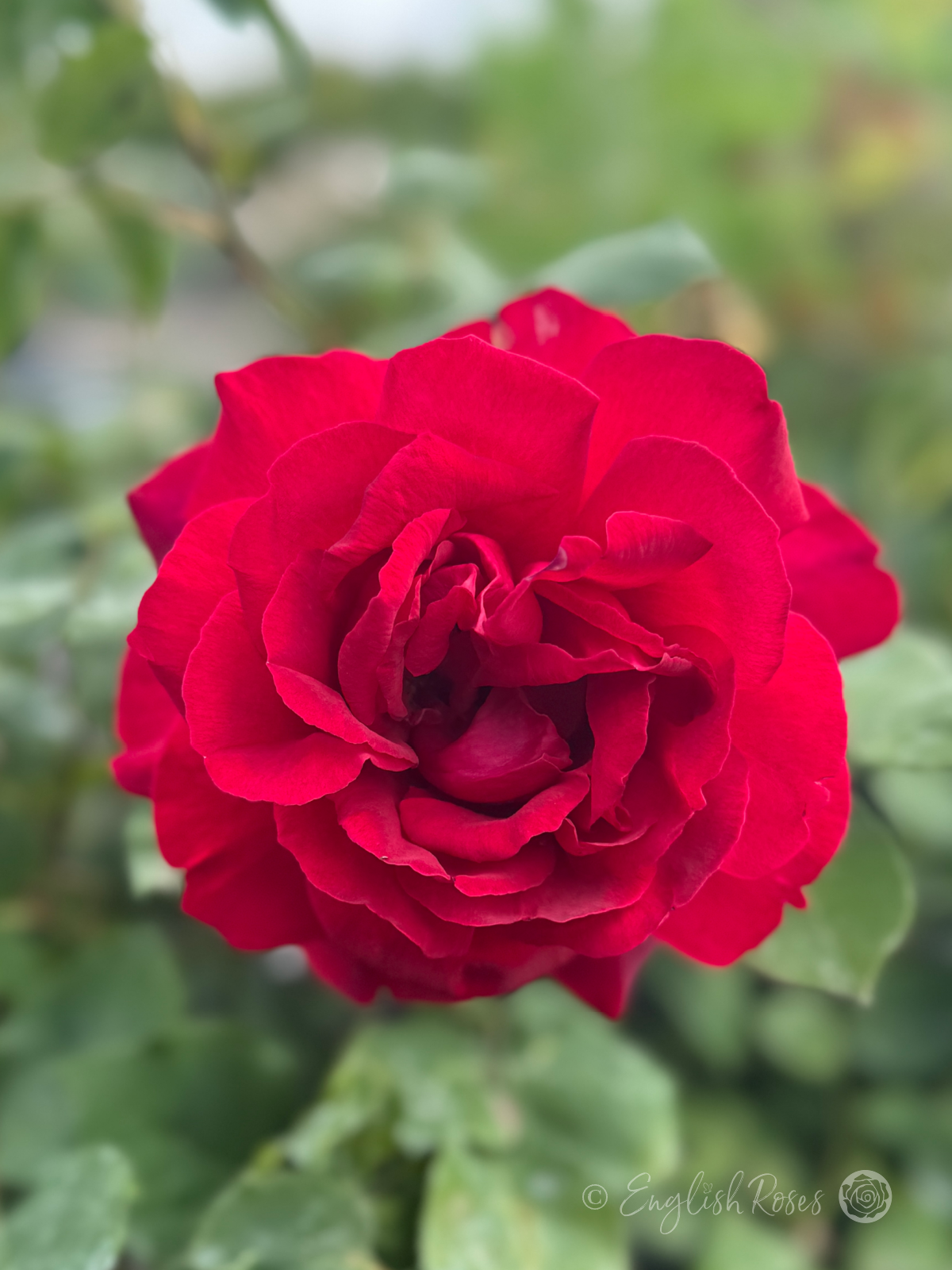 Jubilee Papa Meilland Rose Single Red Bloom - Large red hybrid tea rose