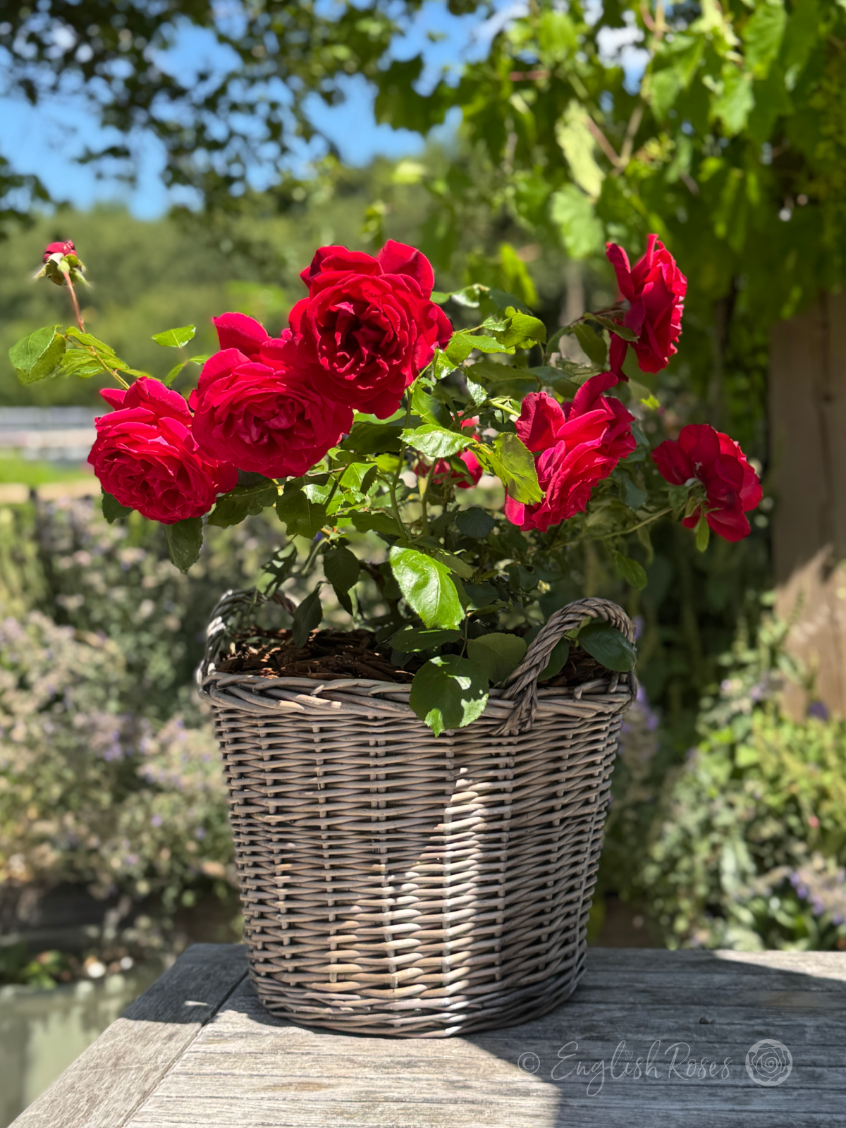 Jubilee Papa Meilland Rose Willow Basket Main Image - Red roses with green foliage planted in a basket on a sunny patio.