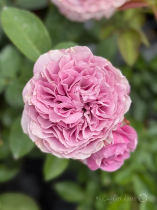 Lavender Ice Rose Two Blooms Main Image - lilac pink purple flowers