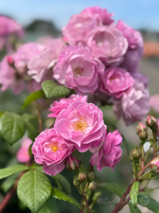 Lilac Bouquet Climbing rose blooms Main Image - lilac pink purple blooms