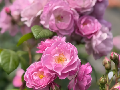 Lilac Bouquet Rose Lilac Bouquet Rose Image