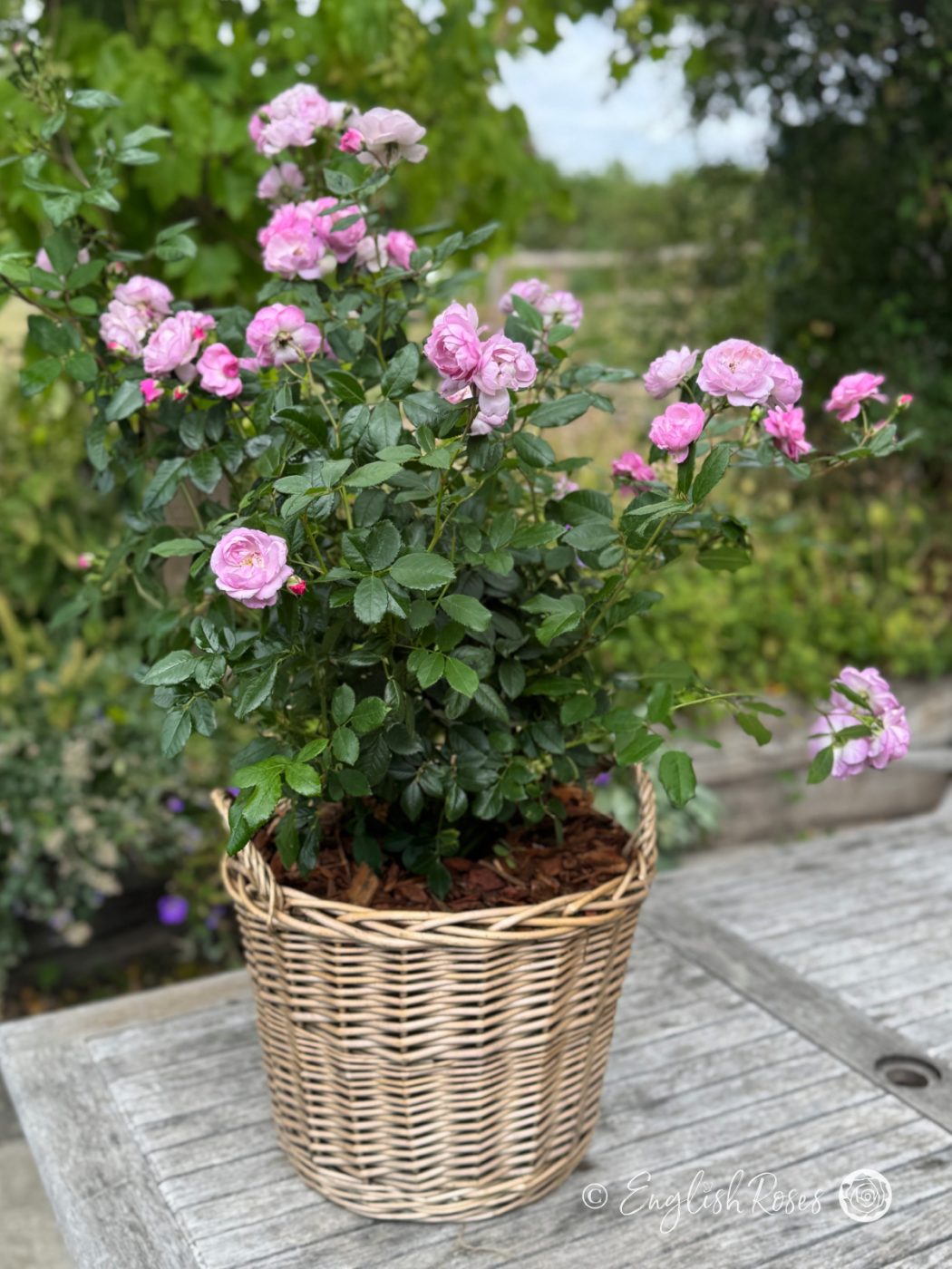 Lilac Bouquet English Roses Climbing Purple Rose Main Image - planted in a large willow basket with green foliage and an abundance of blooms.