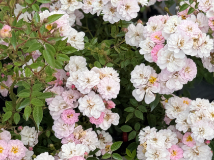 A Rose For My Lovely Dad - English Roses Gift A Rose For My Lovely Dad - English Roses Gift Image