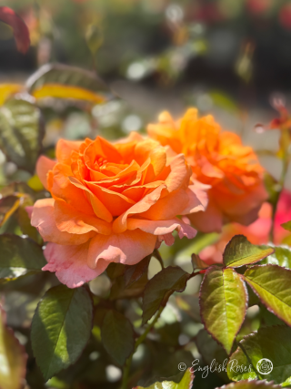 Loving Mum Rose Single Bloom Up Close - Bright Orange with pink tinged petals and green foliage
