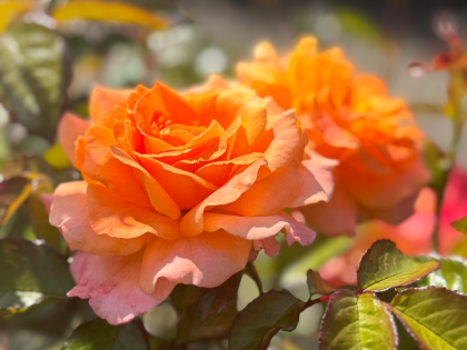 Loving Mum Rose - Memorial Gifts for Loss of Mother Loving Mum Rose - Memorial Gifts for Loss of Mother Image