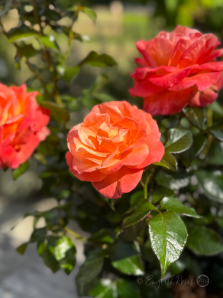 Mamma Mia Rose Three Blooms - Orange red hybrid tea flowers