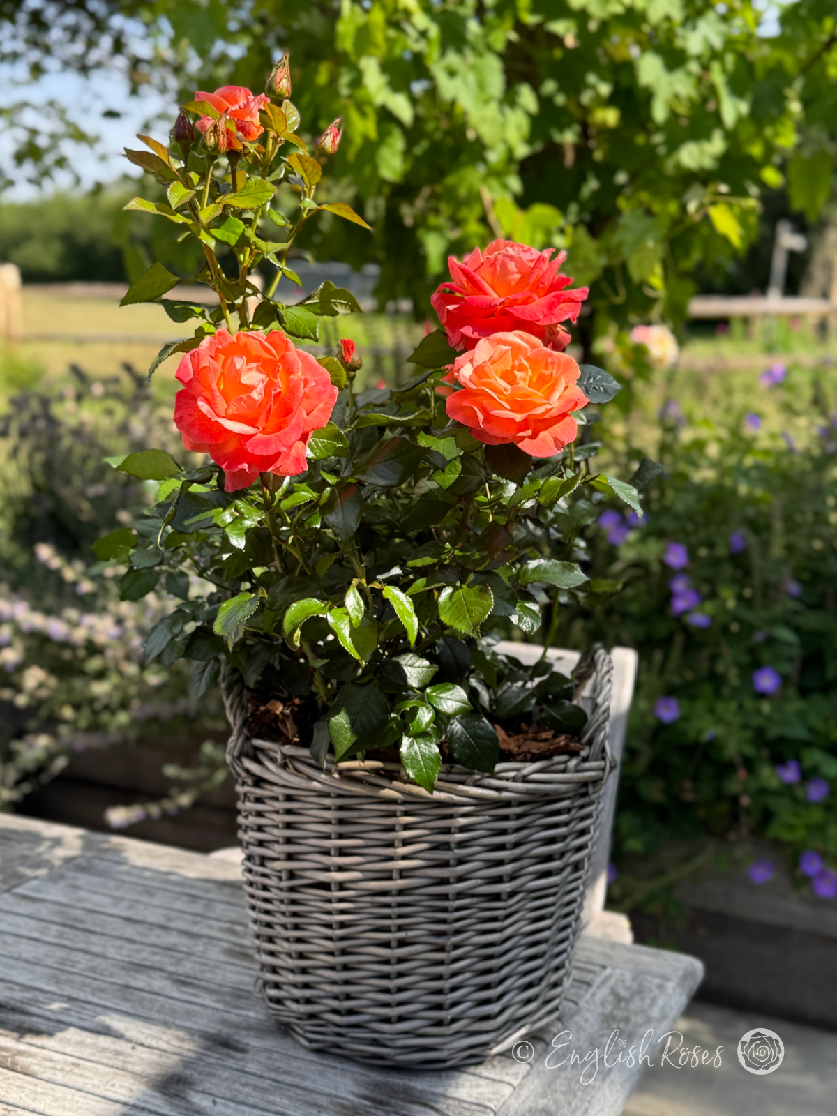 Mamma Mia Rose Willow Basket Arrangement - Large orange red roses with green foliage in a gift planted basket