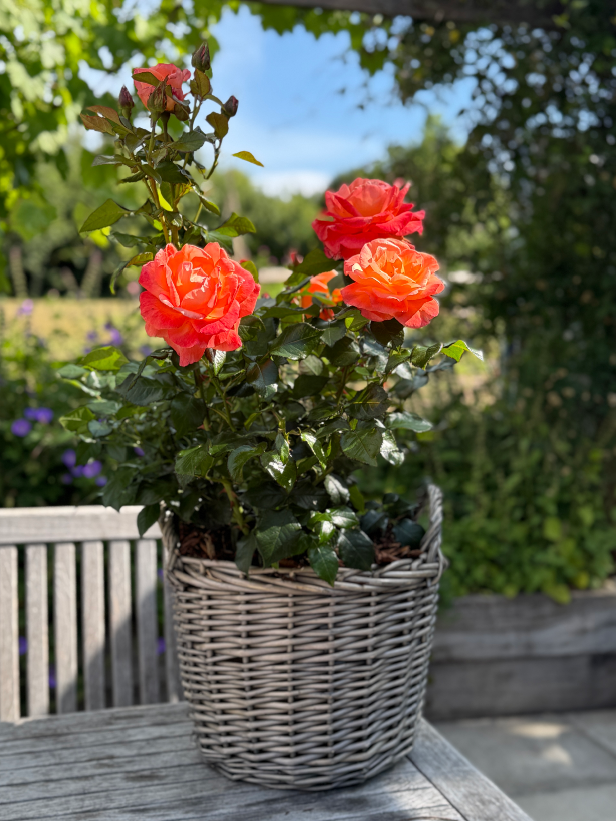 Mamma Mia Rose Willow Basket Gift - A gift planted willow basket with red orange rose blooms and green foliage.