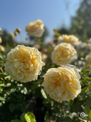 My Girl Rose Multiple Blooms - multiple cream coloured rose blooms in a sunny field.
