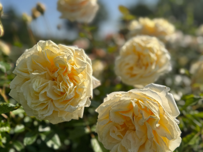 My Girl Rose My Girl Rose Image