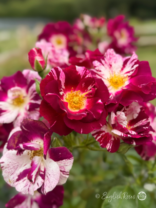 Oh Wow Rose Multiple Blooms Main Image - Multiple purple white striped open rose blooms with yellow centres and green foliage