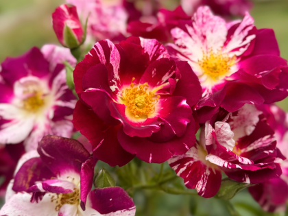 Oh Wow! Rose Oh Wow! Rose Image