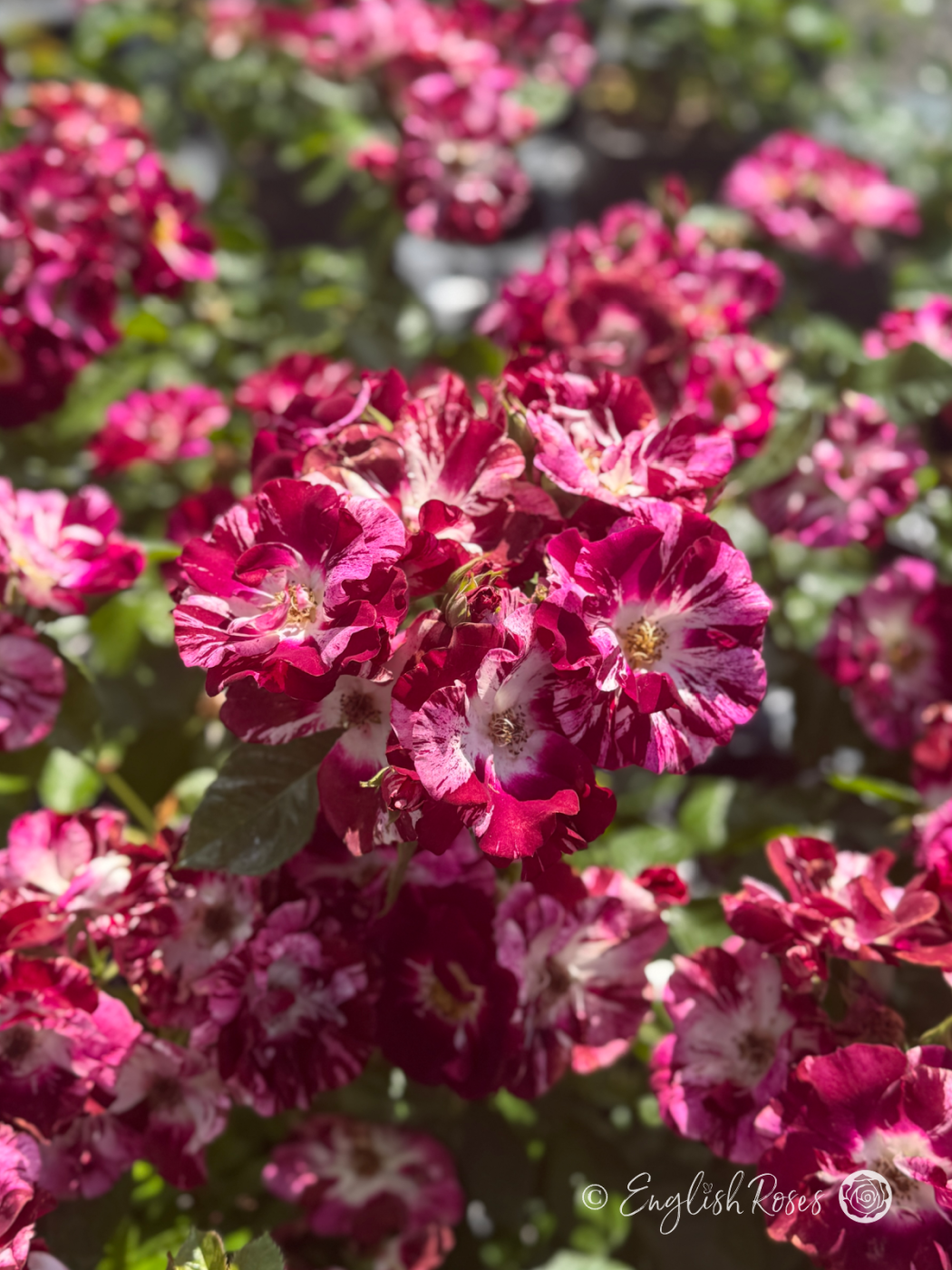 Oh Wow Rose Multiple Cherry Pink Blooms - A cluster of purple white rose blooms with green foliage