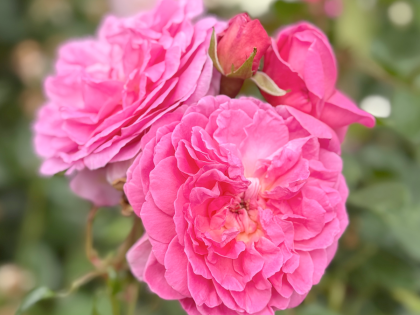 Dog Memorial Gift Dog Memorial Gift Image