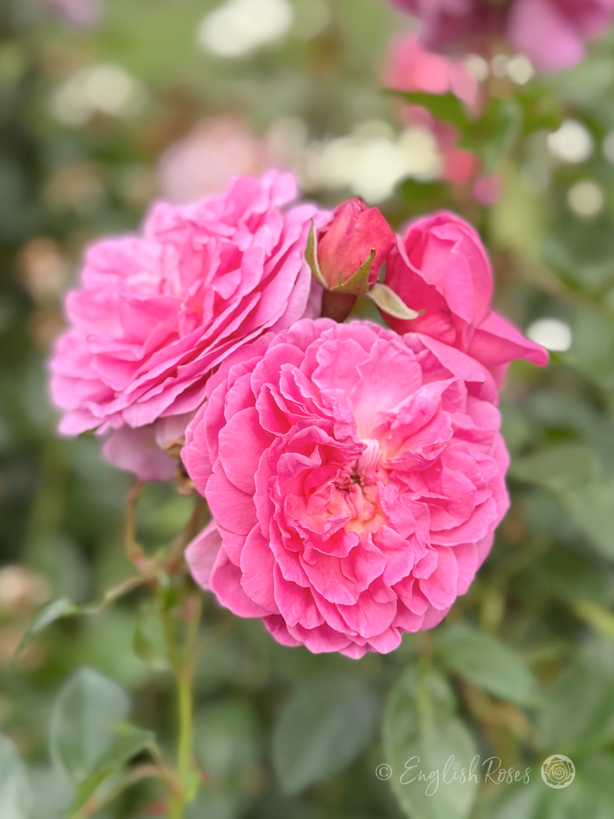 Orchid Romantica Rose Blooms and Buds Main Image - cluster of pink floribunda blooms with a bud