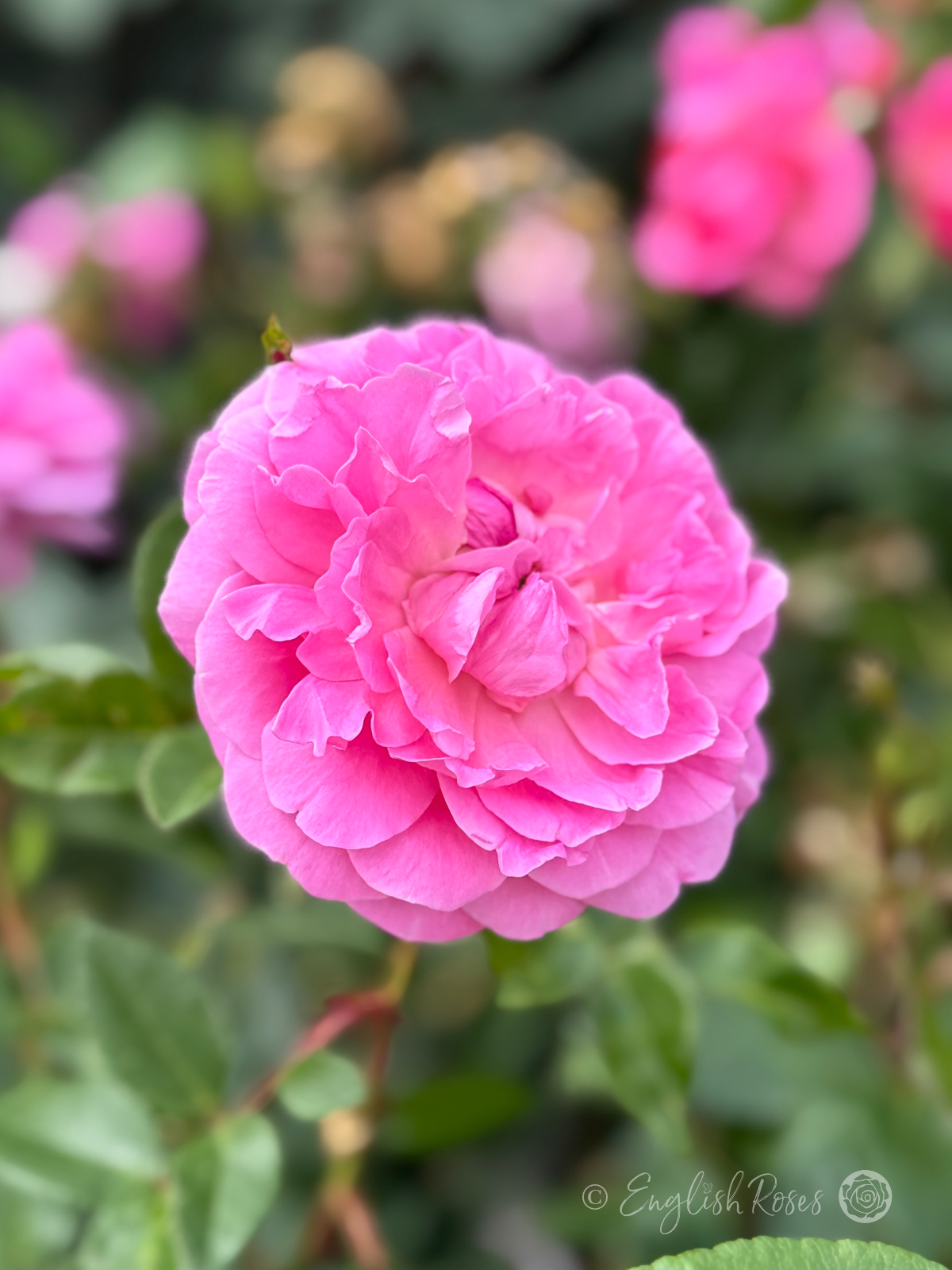 Orchid Romantica Rose Single Bloom - pink floribunda bloom with green foliage