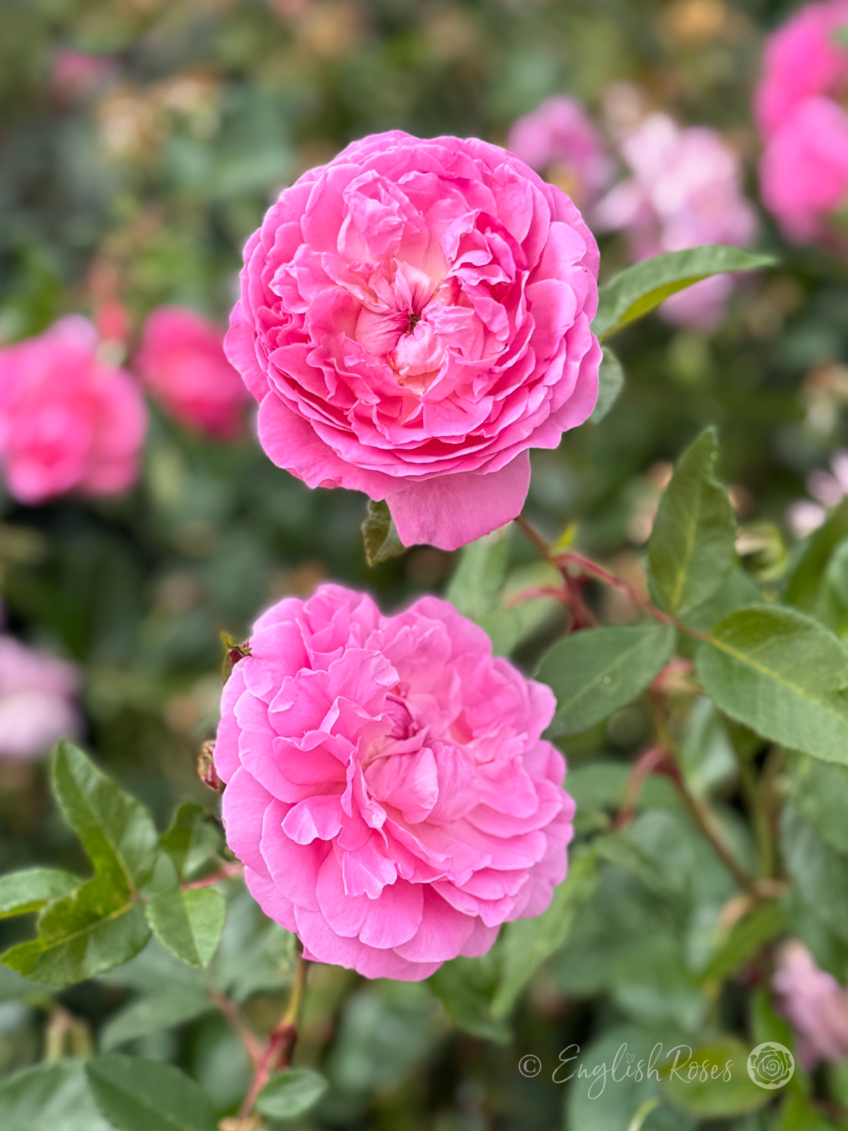 Orchid Romantica Rose Two Blooms - multiple English Roses pink floribunda blooms.