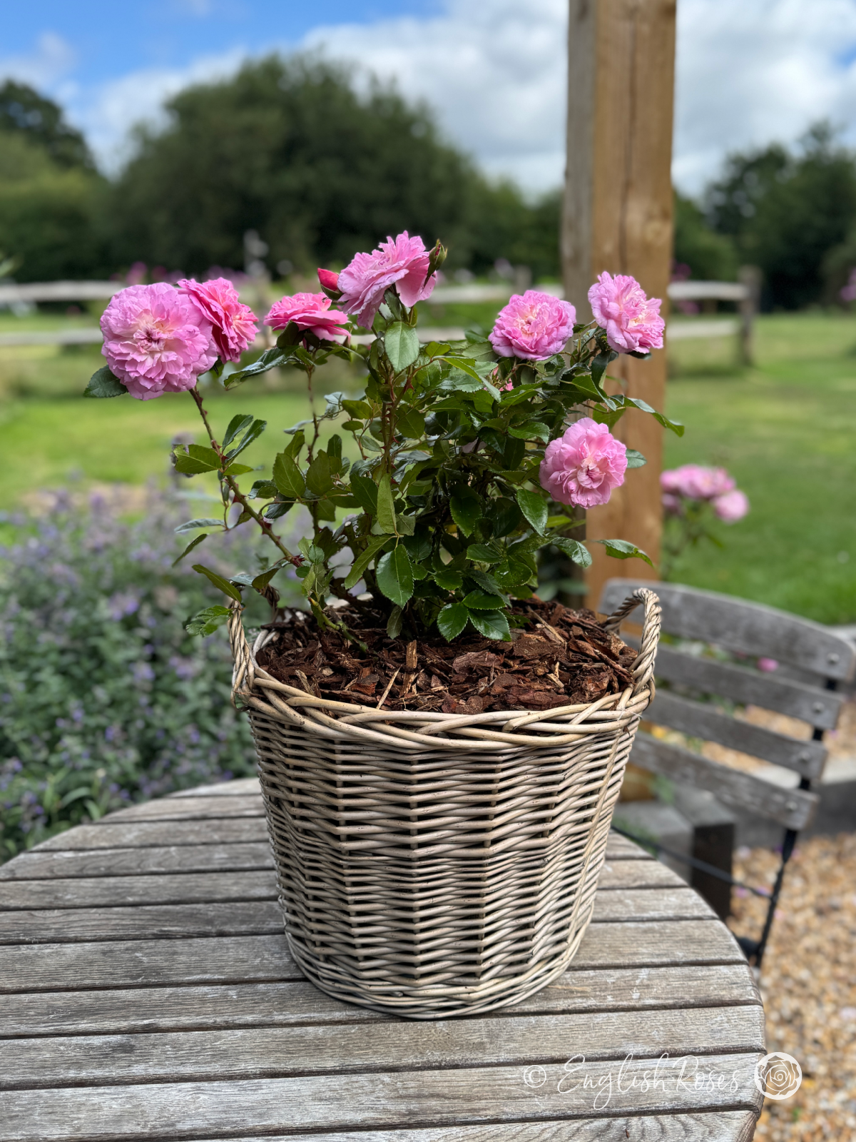 Orchid Romantica Rose Willow Basket Gift Arrangement - Pink floribunda blooms in patio basket