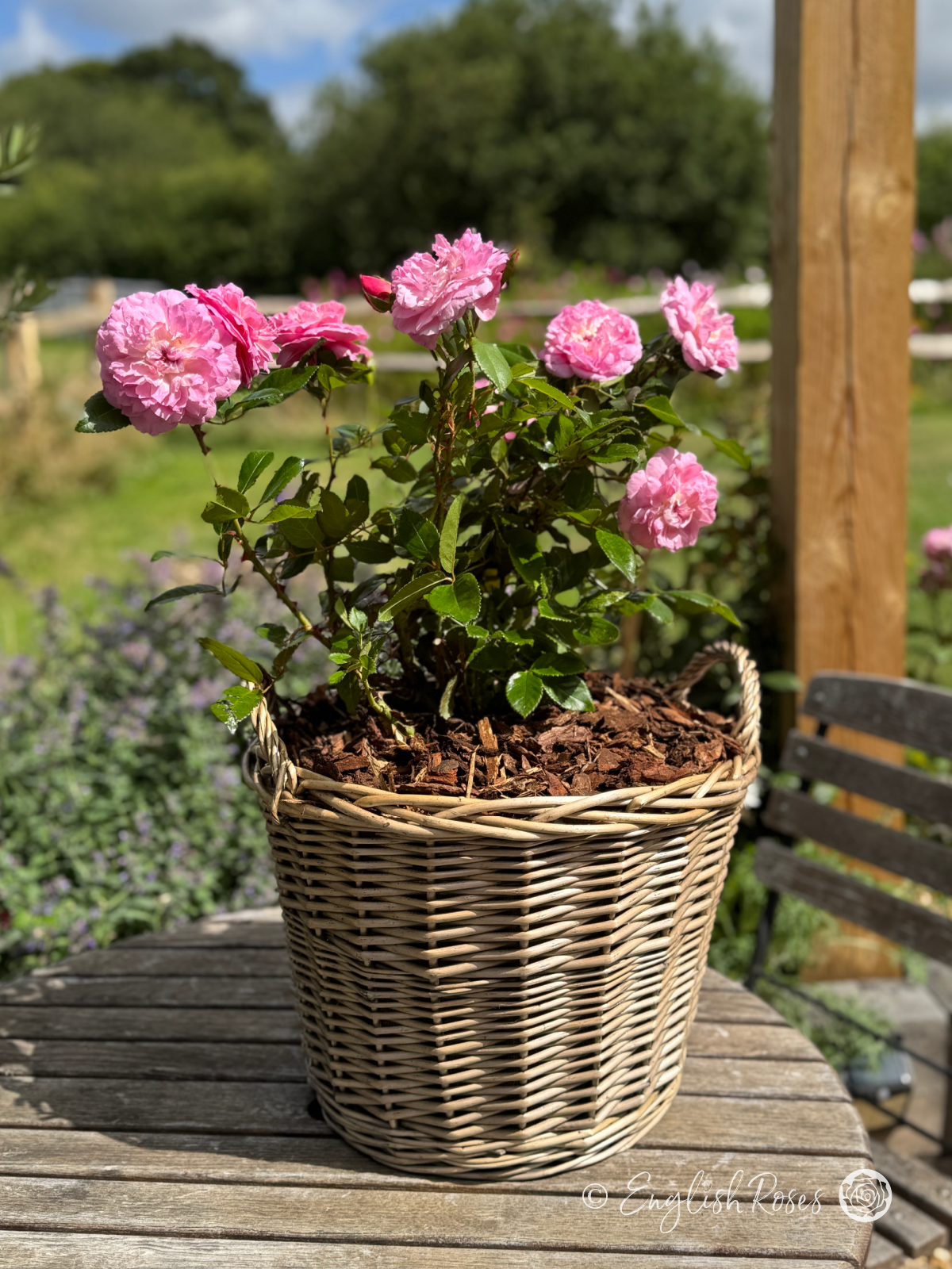 Orchid Romantica Rose Willow Basket Gift - English Roses pink floribunda blooms planted in a patio basket