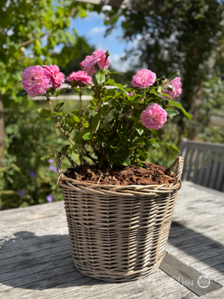 Orchid Romantica Rose Willow Basket Main Image - sunny pink blooms in a gift planted basket