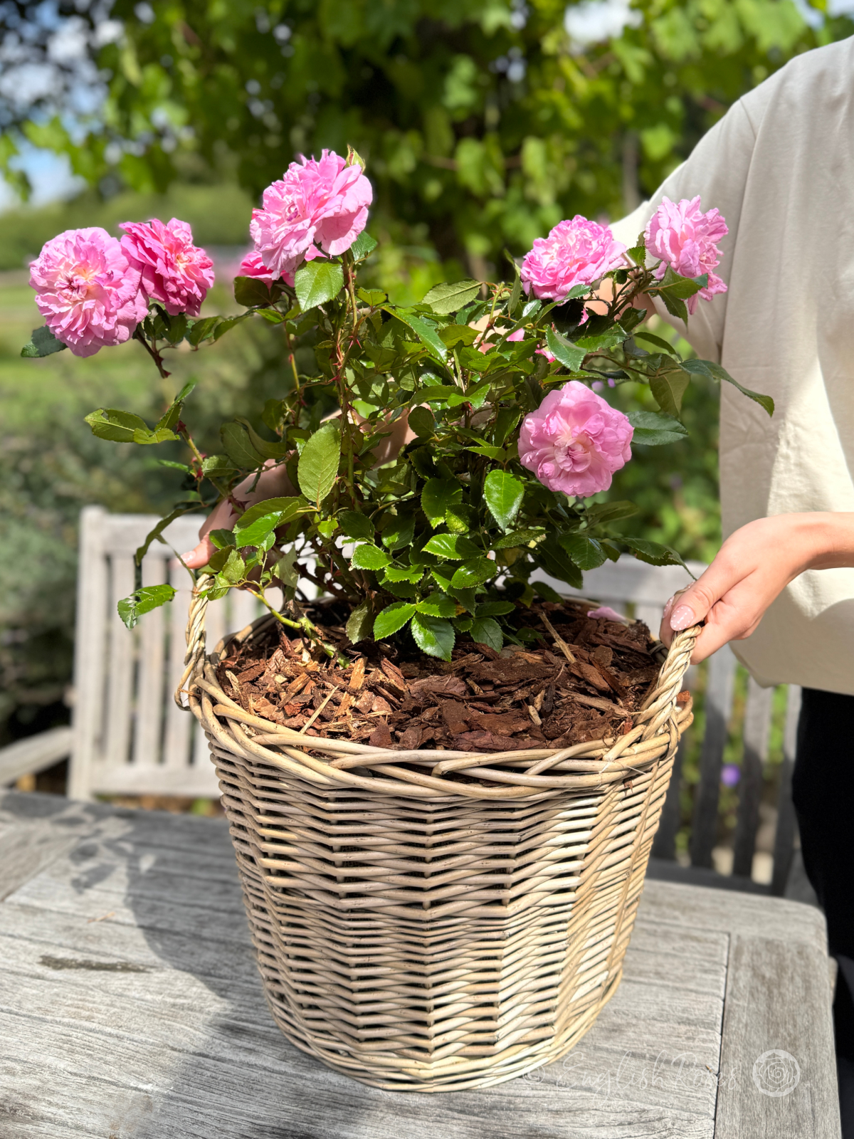 Orchid Romantica Rose Willow Basket Presentation - pink roses in a gift planted basket held by the recipient.