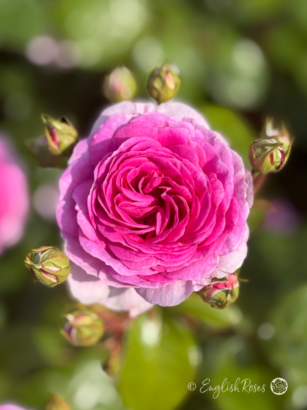 Ozeana Rose Close Up Pink Bloom - Close up climbing rose pink bloom with buds