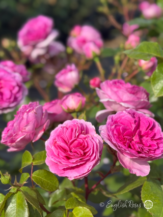 Ozeana Roses Pink Frilled full blooms English Roses - An abundance of pink blooms with green foliage.