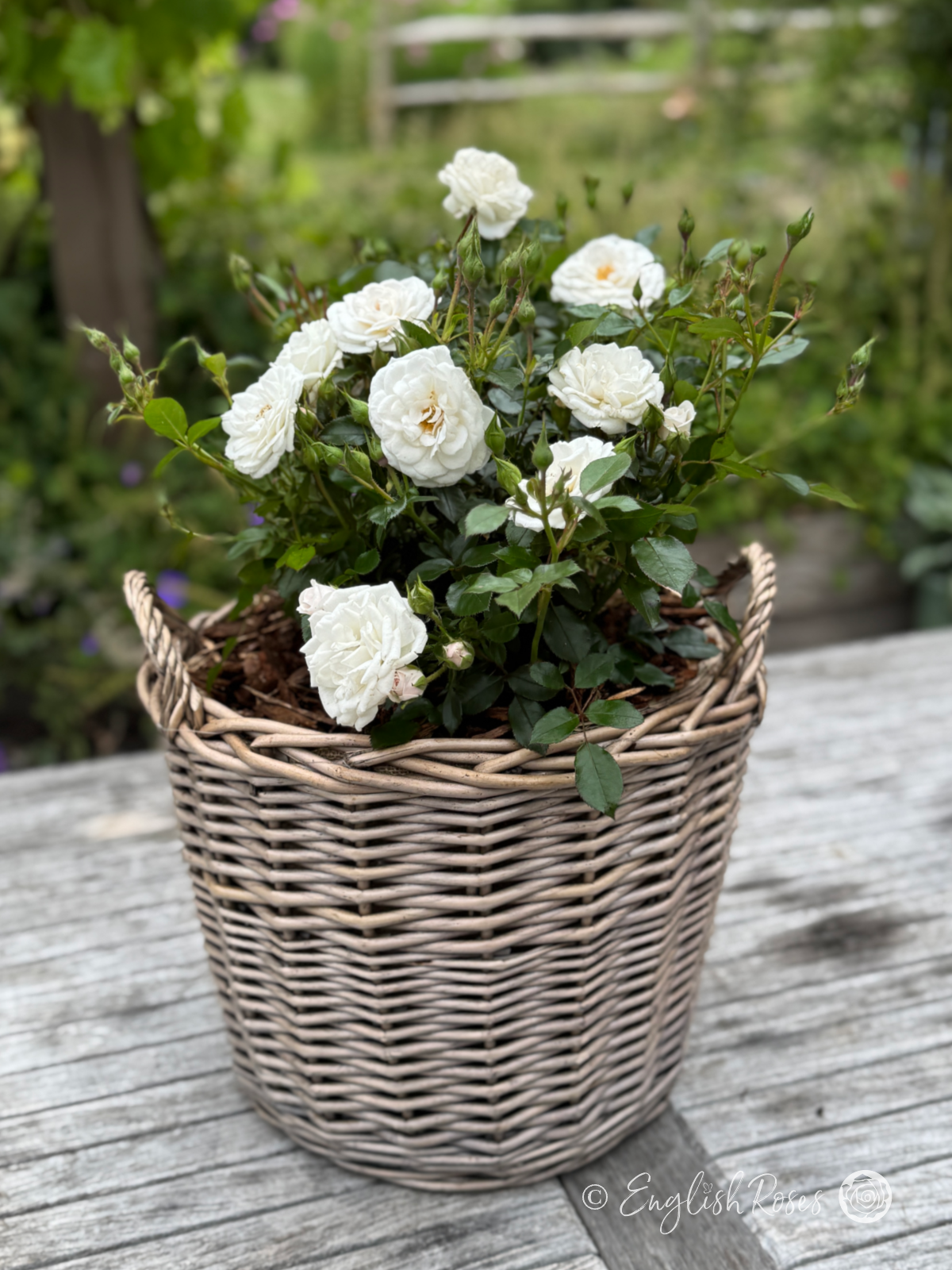 Pearl Wishes Rose Willow Basket Arrangement - White Patio rose planted in a gift basket