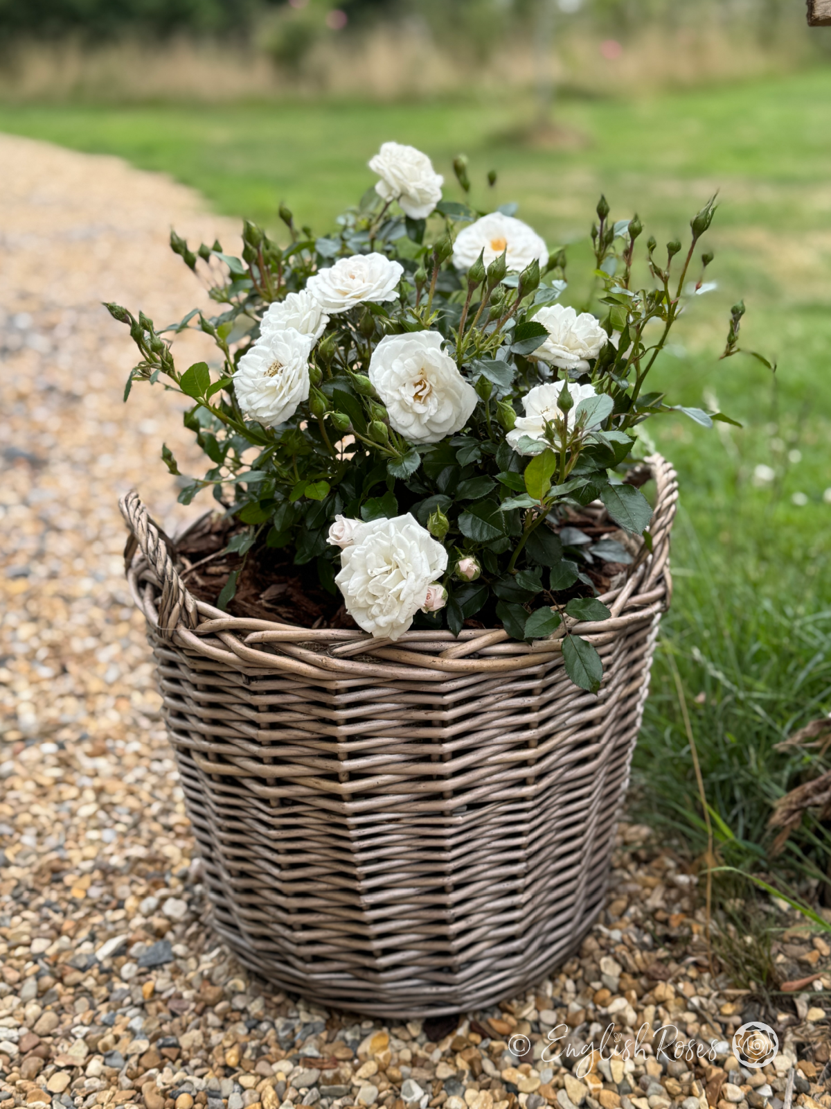 Pearl Wishes Rose Willow Basket Gift - White patio blooms with buds and green foliage planted in a basket