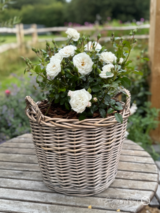 Pearl Wishes Rose Willow Basket Main Image - White patio rose planted in a basket in a patio garden