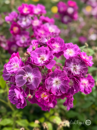 Purple Skyliner Rose Purple Climbing Rose Main Image- cluster of small purple flowers
