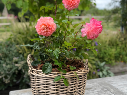 Scented Rose Gift For Ruby 40th Anniversary - English Roses Planted Basket Scented Rose Gift For Ruby 40th Anniversary - English Roses Planted Basket Image