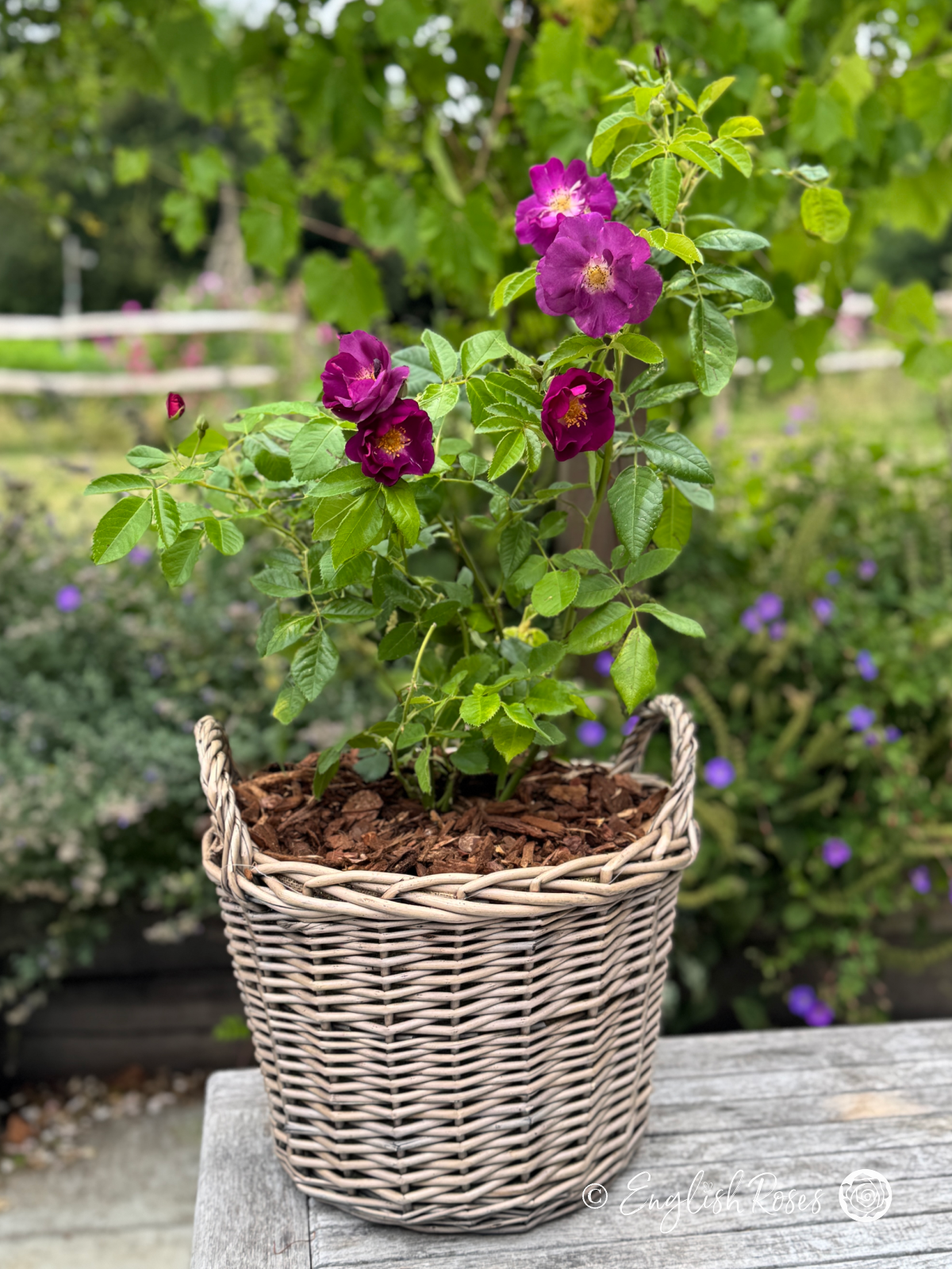 Rhapsody In Blue Rose Willow Basket Main Image - Purple rose blooms with green foliage planted in a large willow basket.