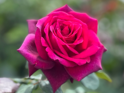 Royal Parfuma Rose Royal Parfuma Rose Image