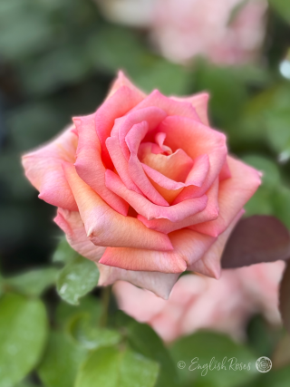 Scentsation Rose Apricot Pink Bloom Main Image - Large classic hybrid tea rose