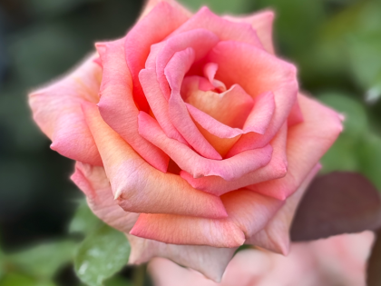 Scentsation Rose Scentsation Rose Image