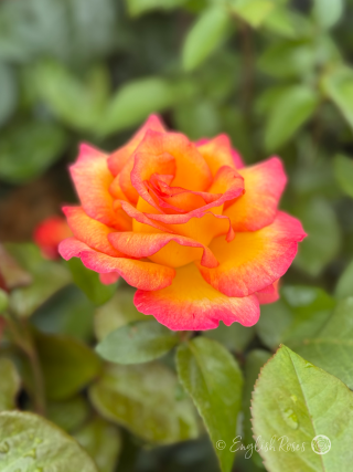 Sheila's Perfume Rose Scented Orange Pink Main Bloom Image - pink yellow orange blend classic hybrid tea scented rose