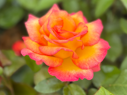 A Rose For Sheila - English Roses Gift Image