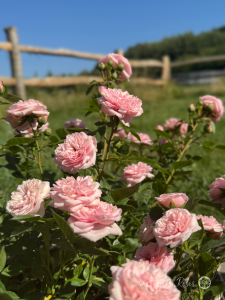 Silver Wishes Pink Patio Main Bloom Image - an abundance of small pink blooms in a sunny garden