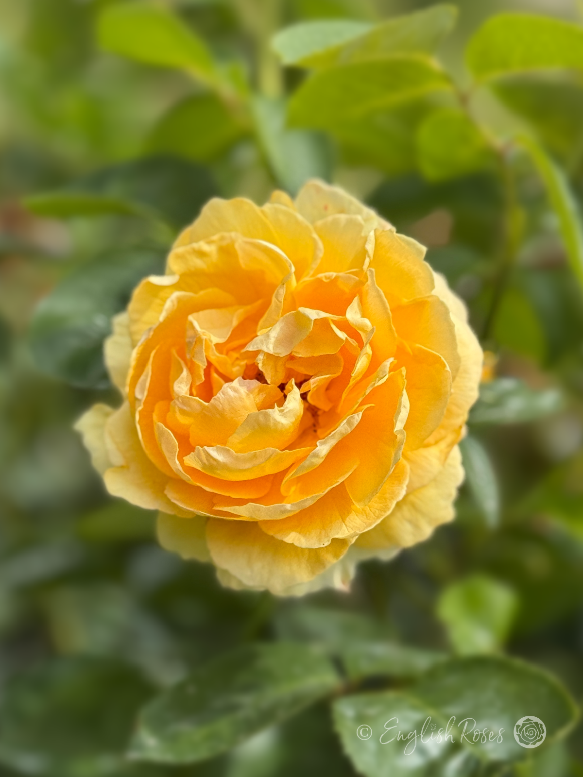 Sommergold Rose Close Up Single Yellow Bloom - yellow climbing rose with green foliage