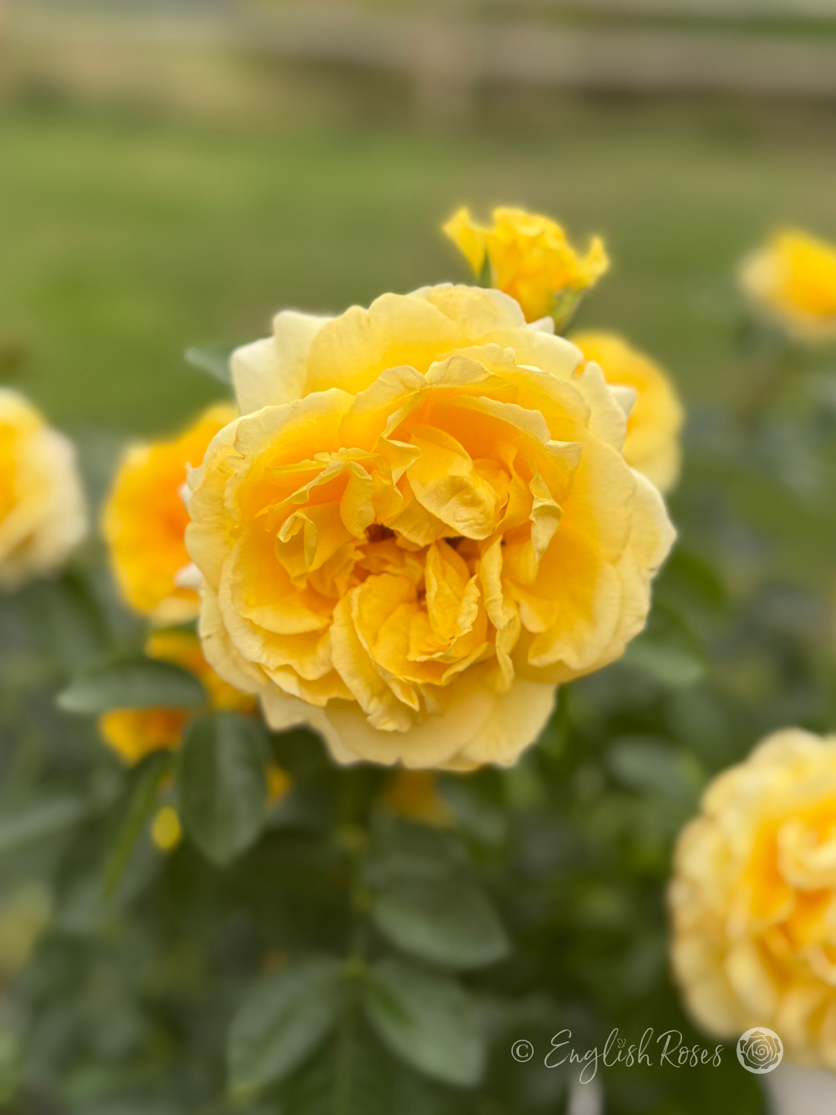 Sommergold Rose Golden Climbing Close Up Image - golden yellow petals