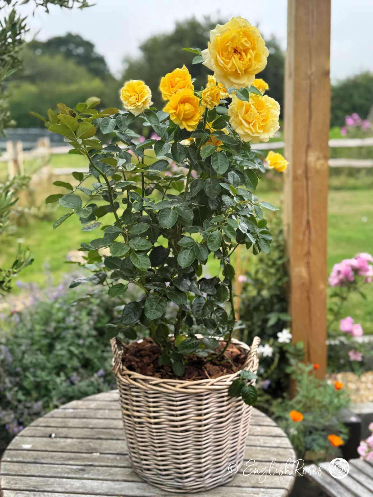Sommergold Rose Yellow planted in a presentation basket - golden yellow blooms