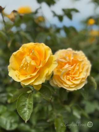 Sommergold Yellow Climbing Rose Main Image - two golden yellow flowers