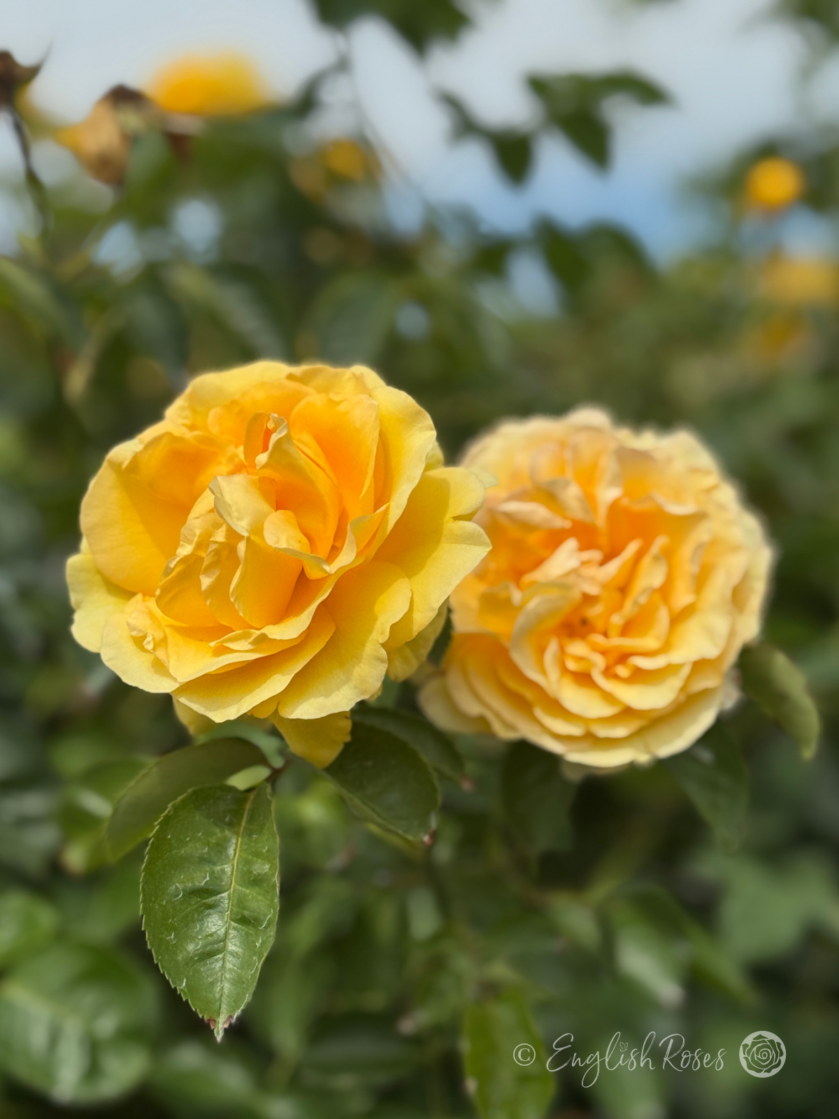 Sommergold Yellow Climbing Rose Main Image - two golden yellow flowers